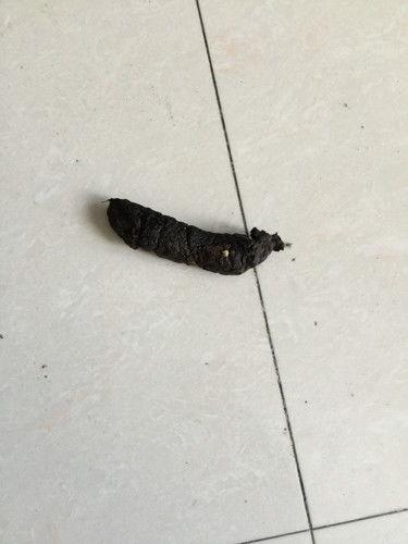 吃佛手瓜大便黑正常吗能吃吗,正常现象还是健康警示？