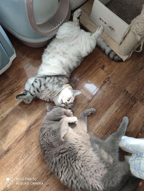 猫瓜今日价格,市场波动下的最新行情解析