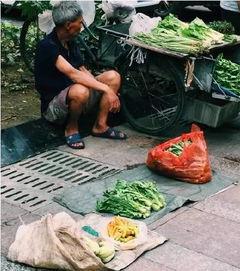 蒲瓜今日行情雷州,雷州市场今日动态解析”