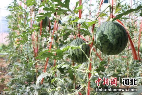 砀山小吊瓜今日价格,价格行情一览
