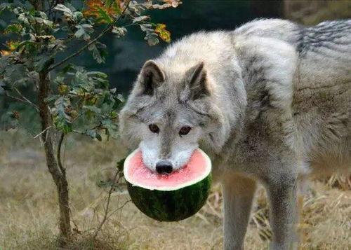 黑狐狸吃瓜