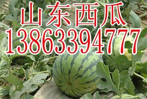 今日包瓜价格,市场行情一览