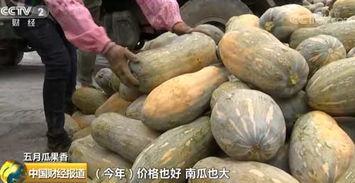 今日蜜本瓜价,甜蜜价格波动，瓜农收益几何？”
