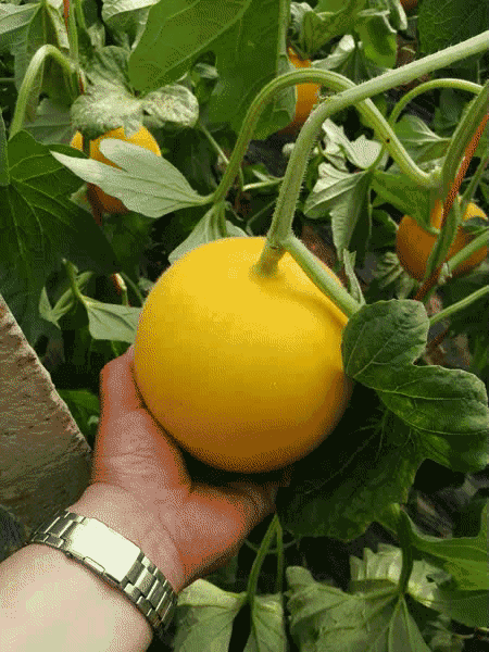 嘉兴黄金蜜瓜今日价格,价格飙升！