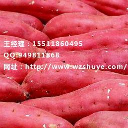 徐薯18地瓜今日价格,市场行情一览”