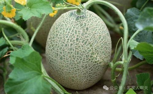 海南省今日哈密瓜价格,品质佳受热捧