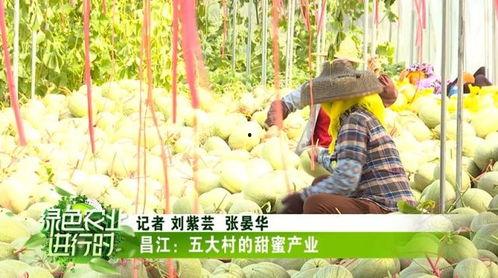 蜜瓜今日收购价,市场行情解读”