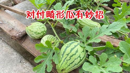 昆明小圆瓜今日价格,实惠之选，品质生活新体验