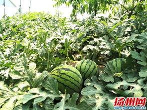 瓜姐今日吃瓜扬州,扬州美食之旅