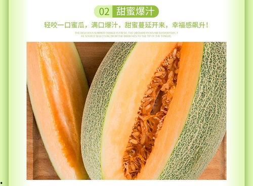 海南今天哈密瓜今日行情,新鲜上市，价格走俏