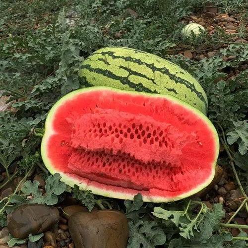 今日旱瓜价格最新行情,最新价格动态一览