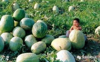 东明吃瓜爆料,揭秘娱乐圈幕后真相