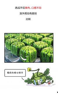 辽宁吃瓜黑历史,那些年我们一起“瓜”过的岁月