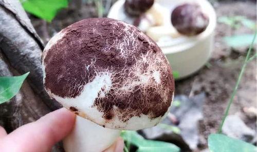 17c吃瓜黑料蘑菇视频在线,蘑菇视频背后的真相大起底