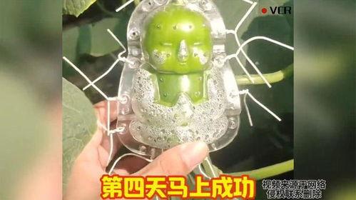 茄瓜价格今日价格行情,波动分析及市场动态一览”