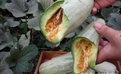 孕妇梦见吃黑瓜什么意思,吃黑瓜预示着什么？