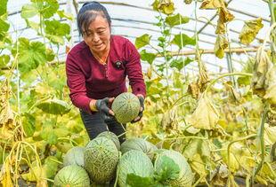 河北省哈密瓜今日价格,价格行情一览”