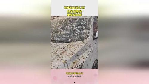 吃瓜拉黑屎,揭秘网络谣言背后的真相