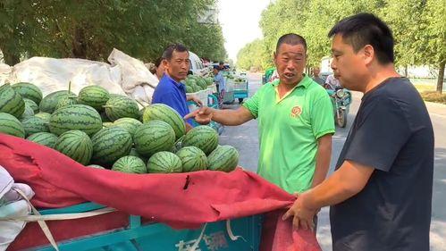 韩寺小吊瓜今日价钱,价格行情一览”