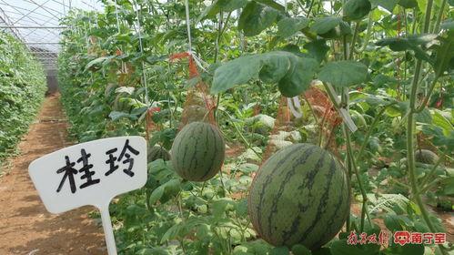 北海矮瓜今日收购价格,行情波动，市场动态一览”