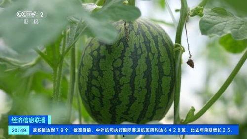 中牟大瓜价格今日行情,价格波动解析