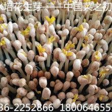 佛手瓜价格今日行情,价格波动解析与市场趋势洞察