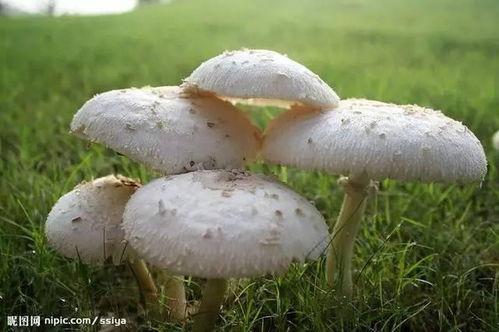 蘑菇爆料吃瓜,揭秘娱乐圈吃瓜大事件