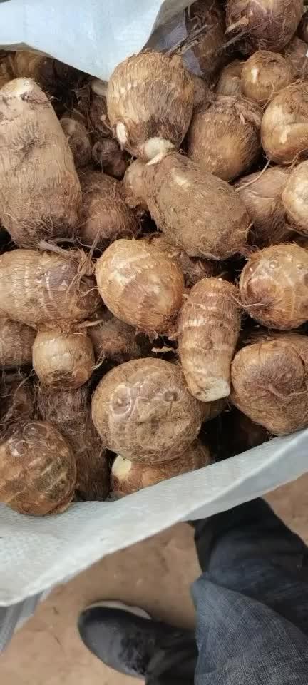 芋瓜价格今日行情,今日行情一览”