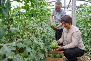 漯河吊瓜今日价格表最新,今日行情一览”