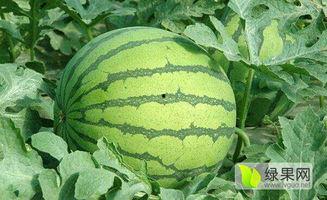 今日兰州蕃瓜价格行情