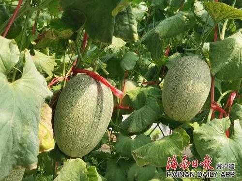 海南哈密瓜今日新闻,热带果香飘满岛