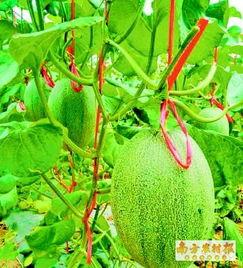 海南哈密瓜今日新闻,热带果香飘满岛