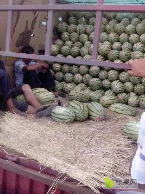 山东麒麟瓜今日价格,品质佳品，行情看涨