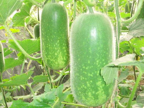 51今日吃瓜热门大瓜入口