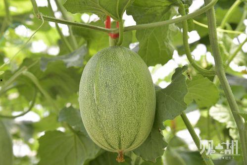 今日长葛头条卖哈密瓜,哈密瓜季来袭，甜蜜滋味尽享丰收时刻