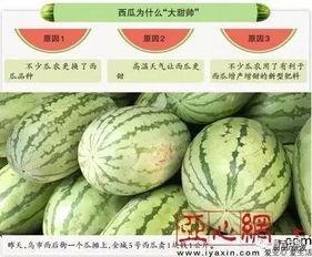 今日乌鲁木齐的瓜,品味新疆特色瓜果盛宴”