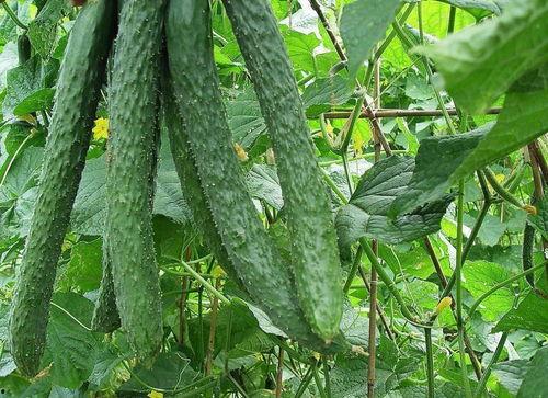 每日吃瓜今日吃瓜,紧跟热点，畅享瓜界盛宴