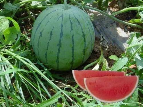 吐鲁番今日瓜价,今日瓜价行情一览