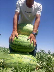 吐鲁番今日瓜价,今日瓜价行情一览