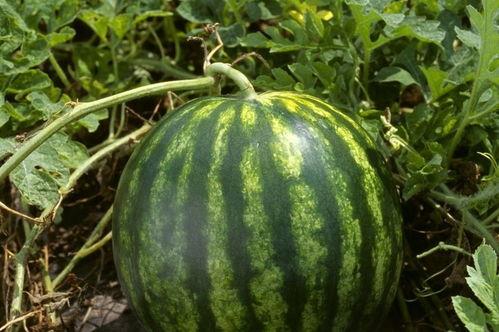 今日必吃大瓜每日更新,揭秘娱乐圈最新热点，紧跟潮流资讯