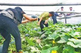 中牟大棚瓜今日价格,价格行情一览