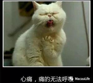 开猫50号黑波吃瓜澳门,一场别开生面的美食之旅