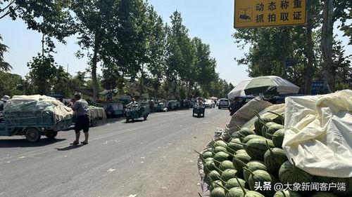 中牟小吊瓜今日行情,丰收喜悦与市场动态一览