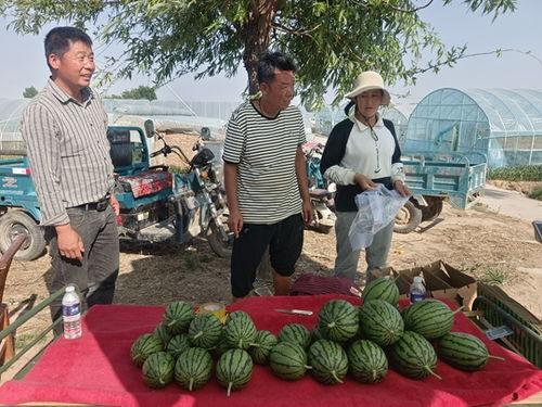 中牟小吊瓜今日行情,丰收喜悦与市场动态一览