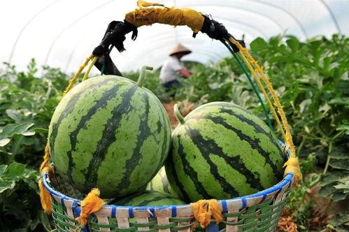 今日吃瓜在哪看