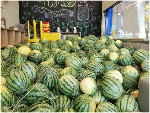 今日吃瓜在哪看