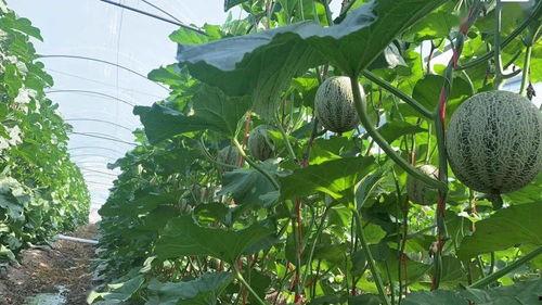 今日海南崖州蒲瓜价格,新鲜采摘直供市场”