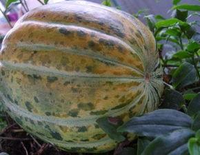 吃瓜小老黑,揭秘娱乐圈背后的那些事儿