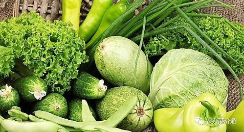 云南茭瓜今日价格