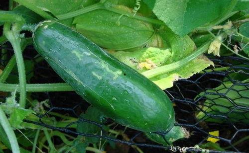 黑吃瓜怎么自己发作品,揭秘个人作品创作与发布之道